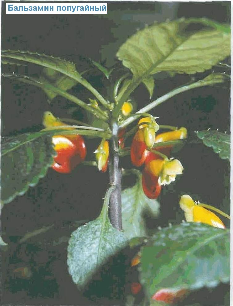   - Impatiens niamniamensis