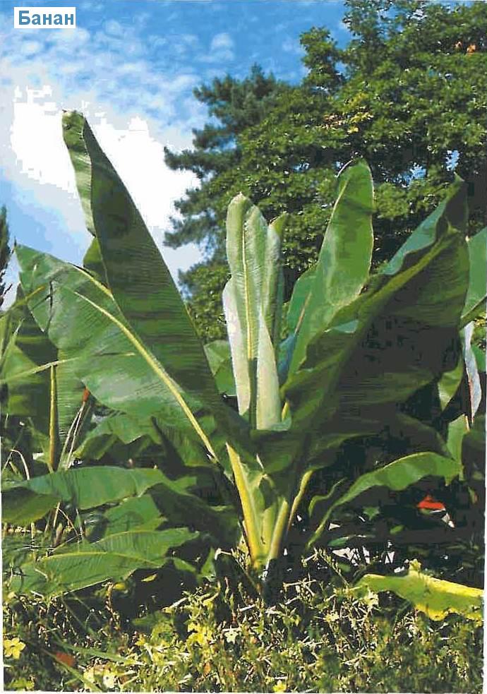  - Ensete ventricosum