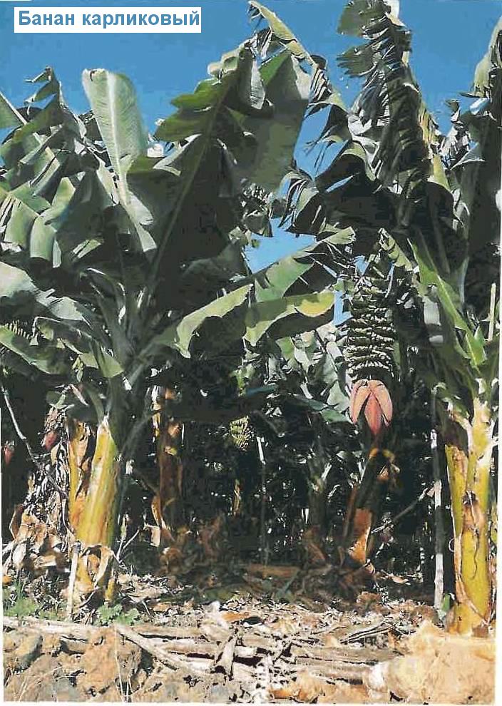   - Musa acuminata