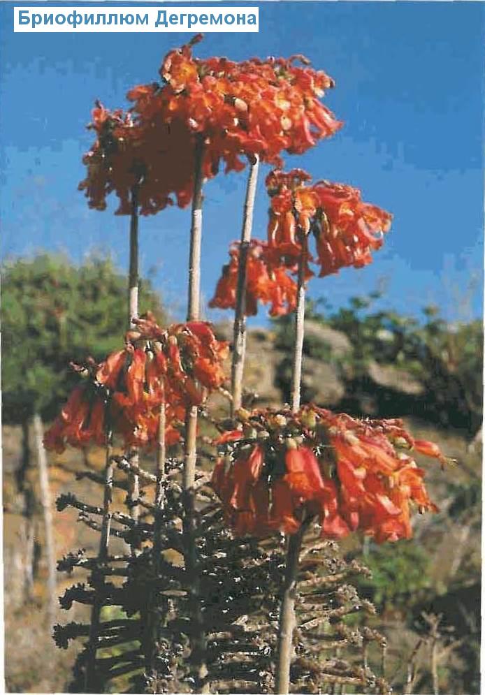   - Kalanchoe daigremontiana