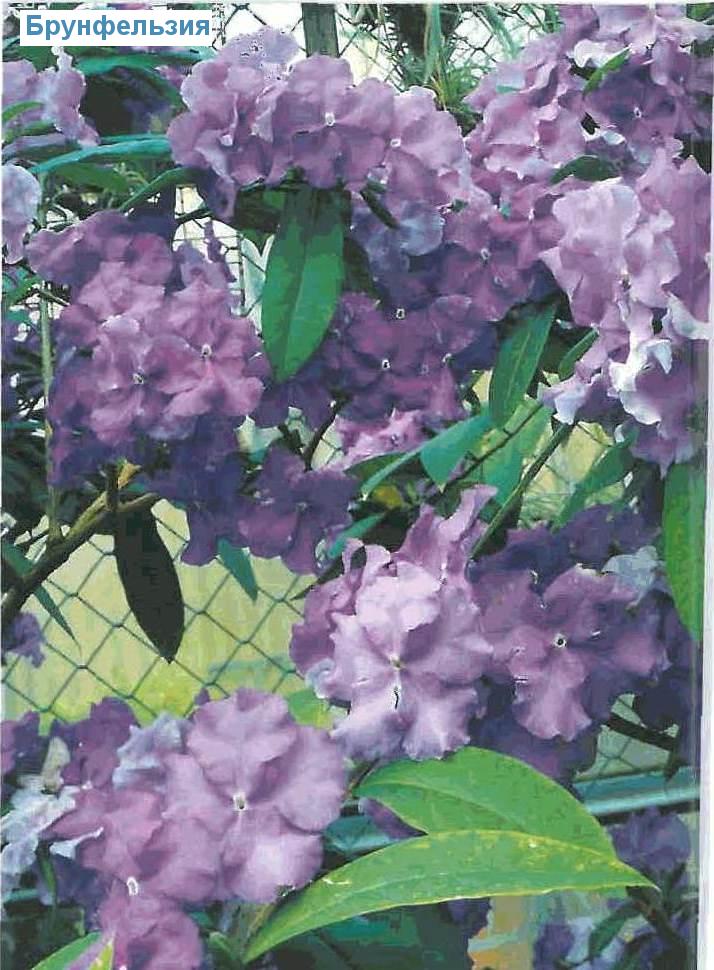  - Brunfelsia pauciflora