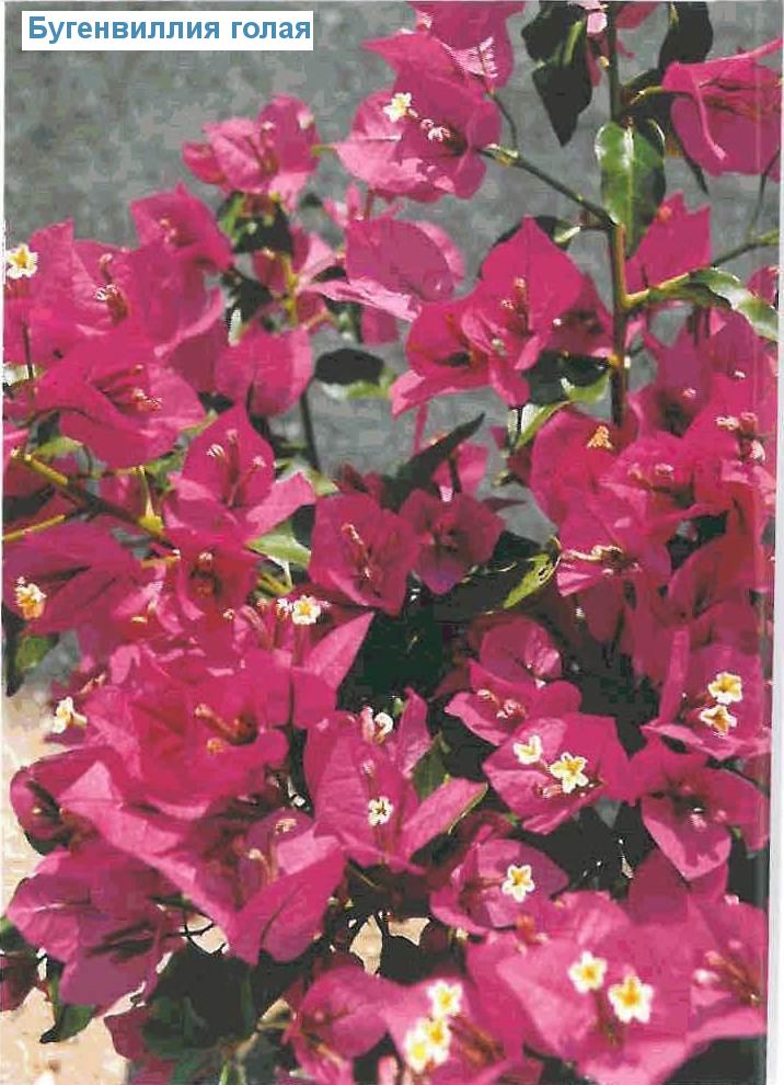   - Bougainvillea glabra