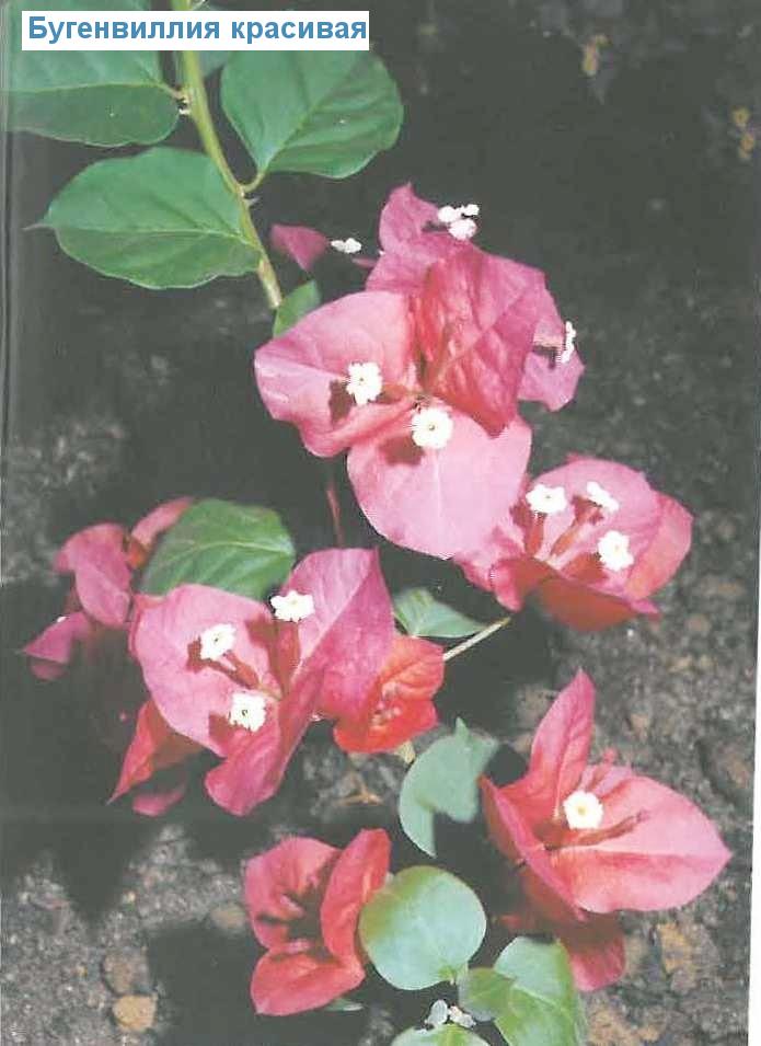   - Bougainvillea spectabillis