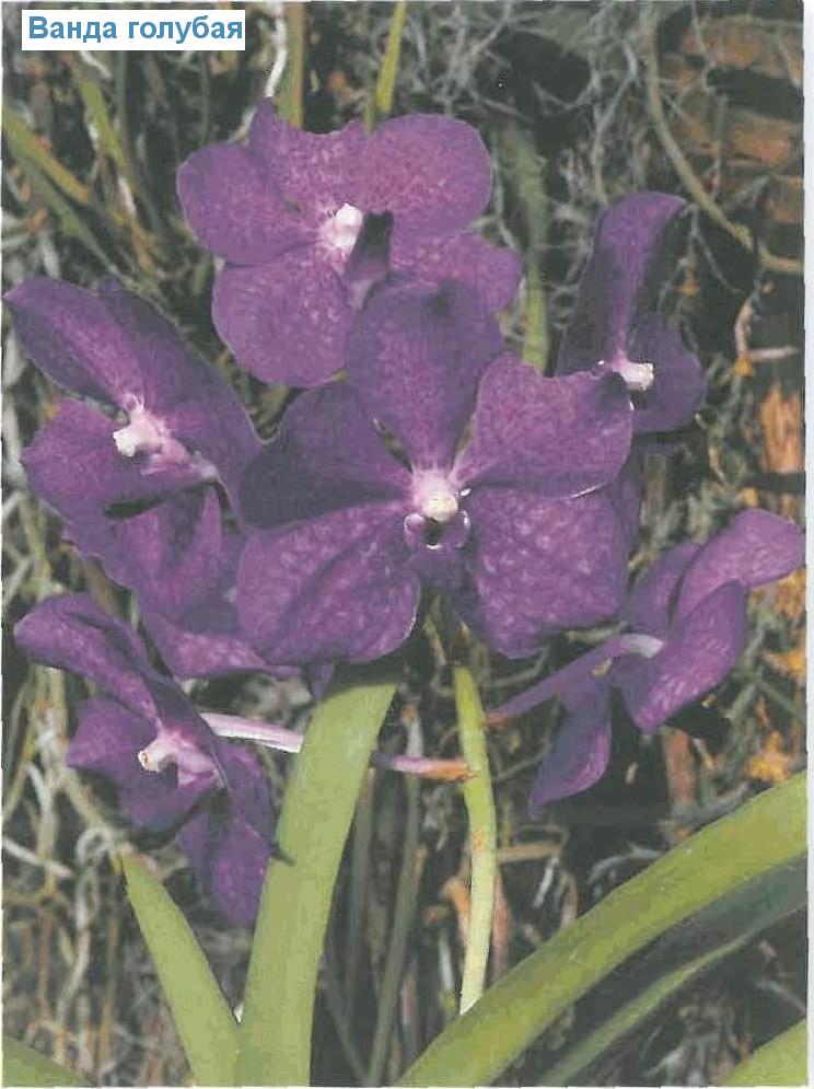   - Vanda coerulea