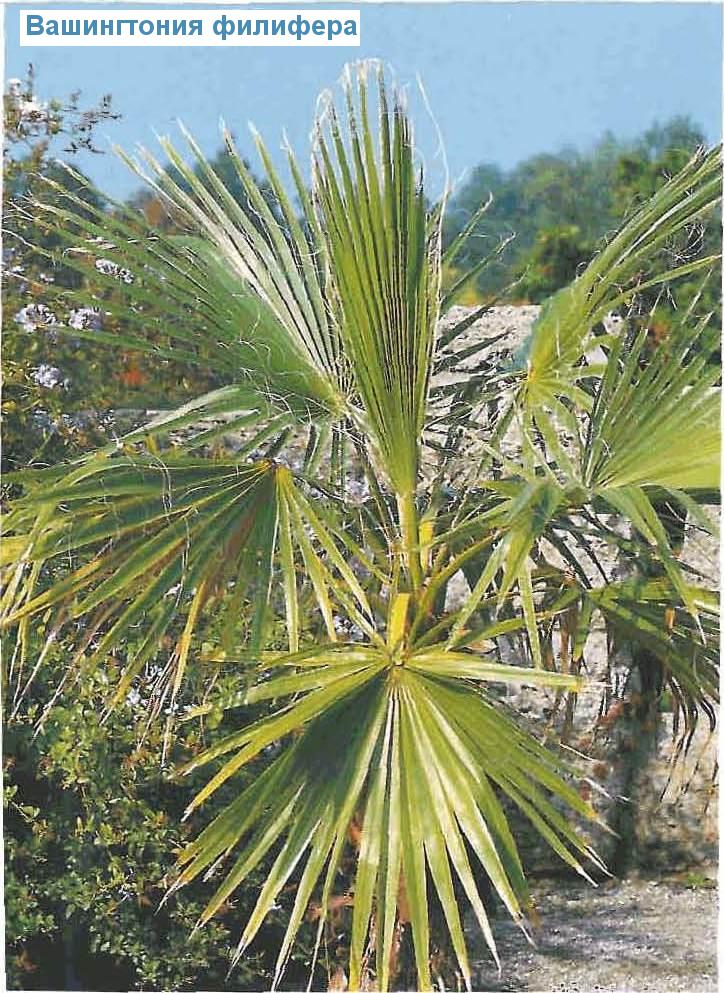   - Washingtonia filifera