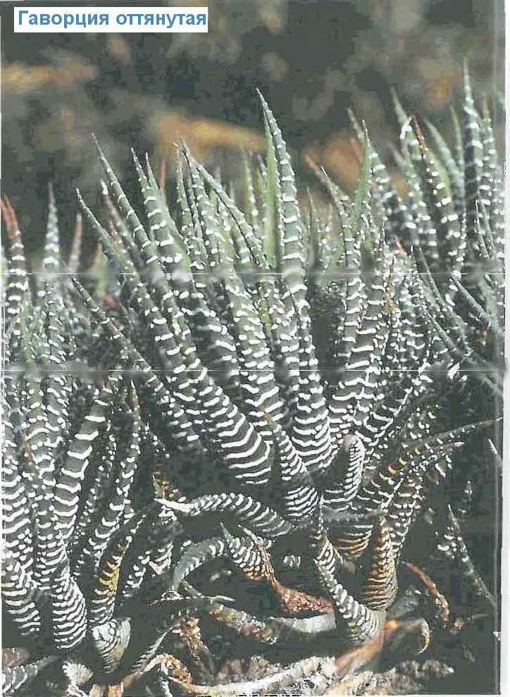   - Haworthia attenuata