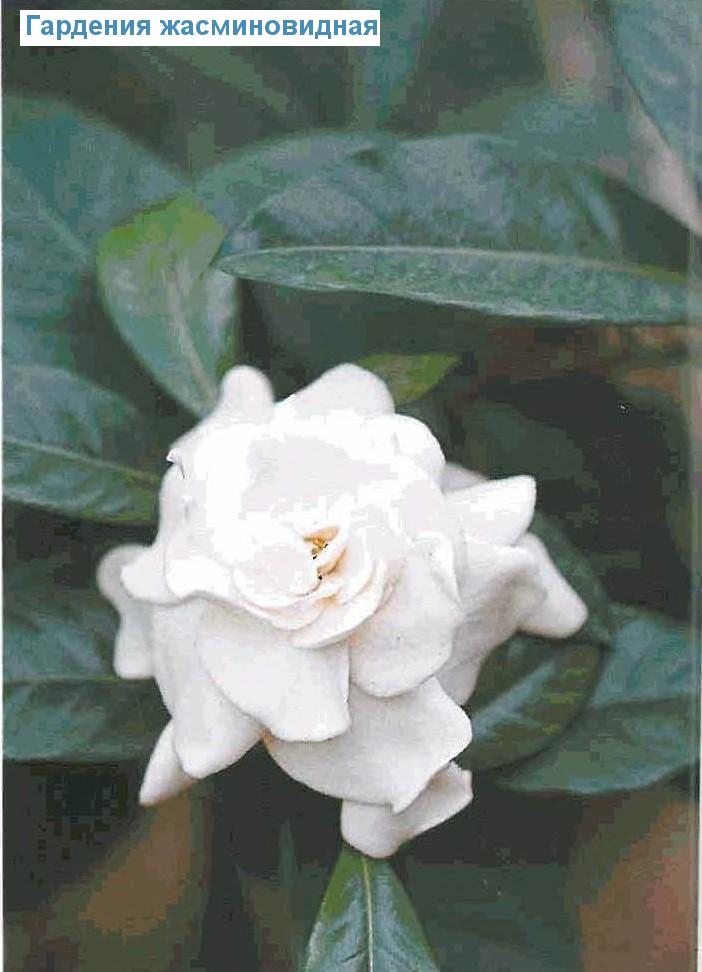   - Gardenia augusta