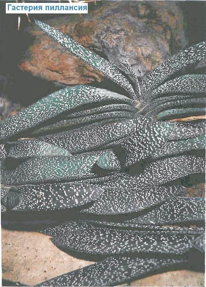   - Gasteria pillansii