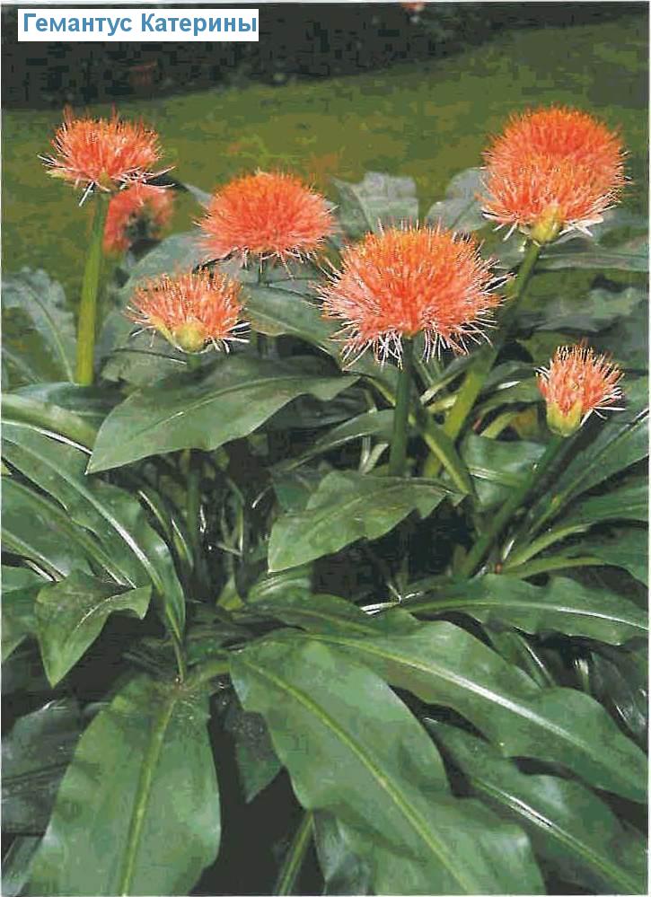   - Scadoxus multiflorus