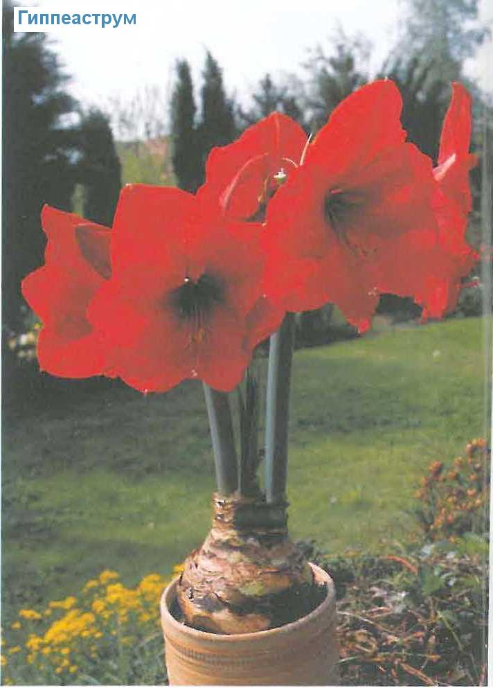  - Hippeastrum vittatum