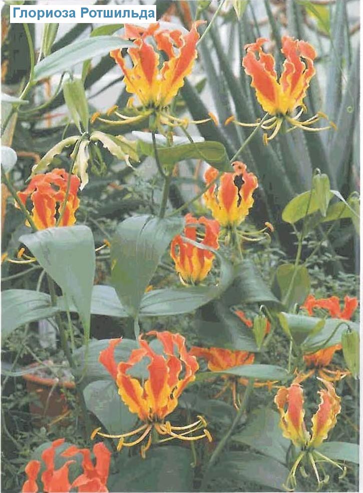   - Gloriosa superba