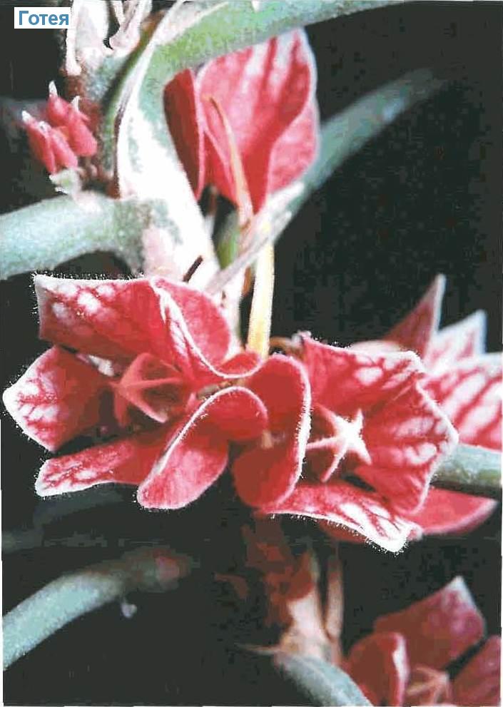  - Goethea strictiflora