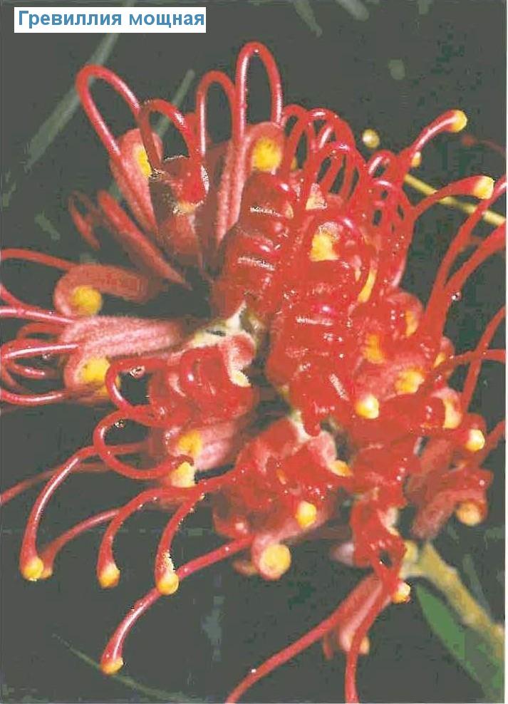   - Grevillea robusta