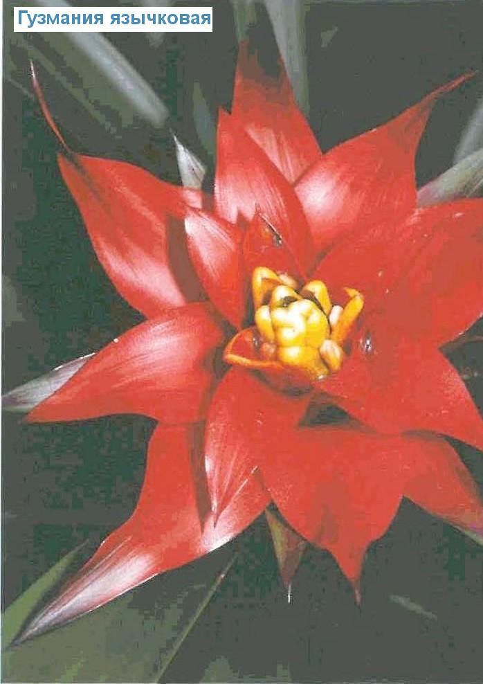   - Guzmania lingulata