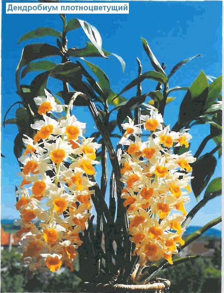   - Dendrobium densiflorum