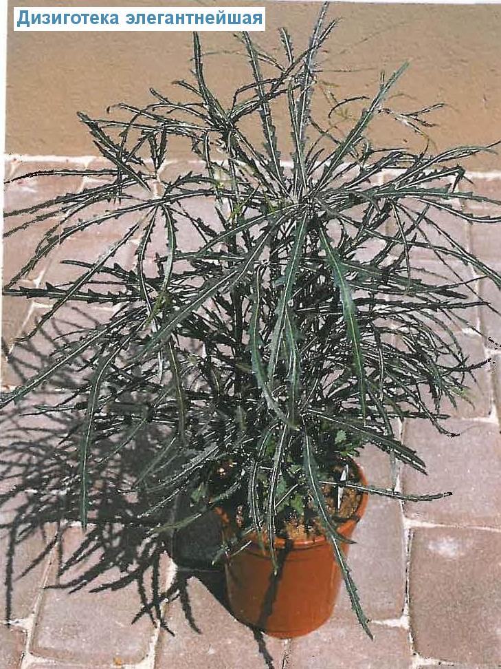   - Schefflera elegantissima