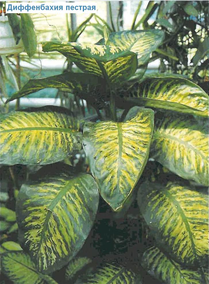   - Dieffenbachia maculata