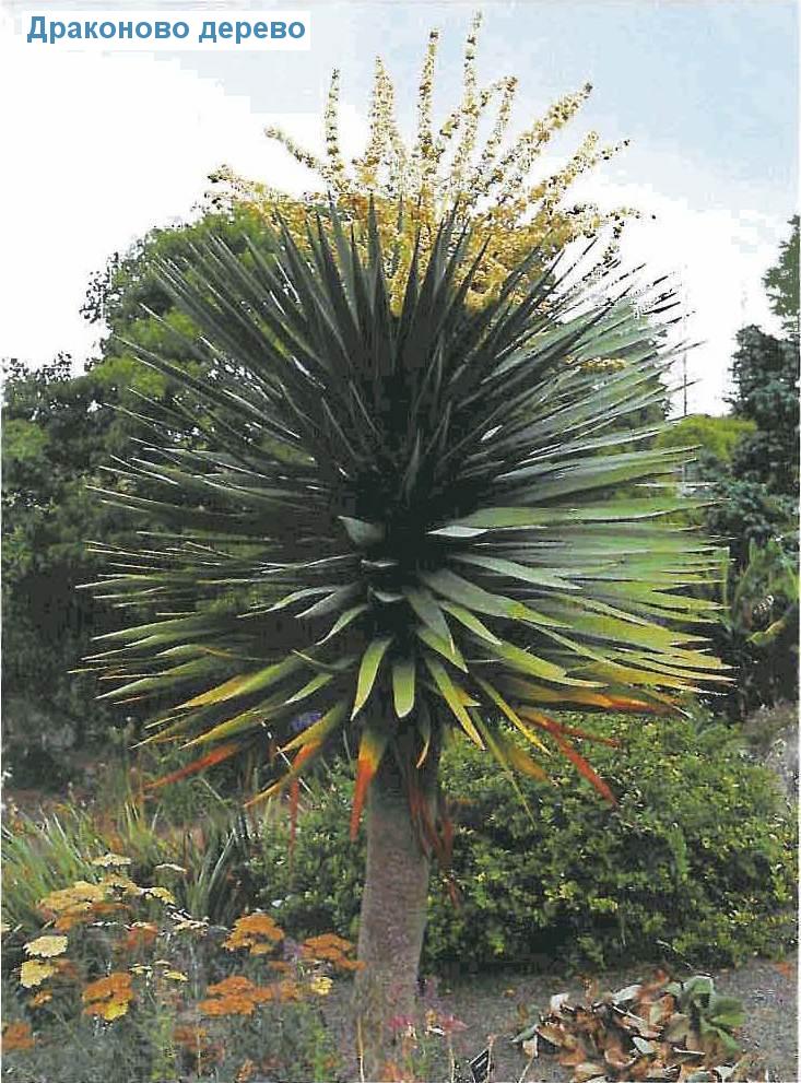   - Dracaena draco