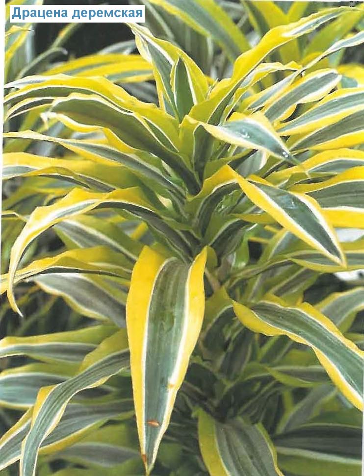   - Dracaena deremensis