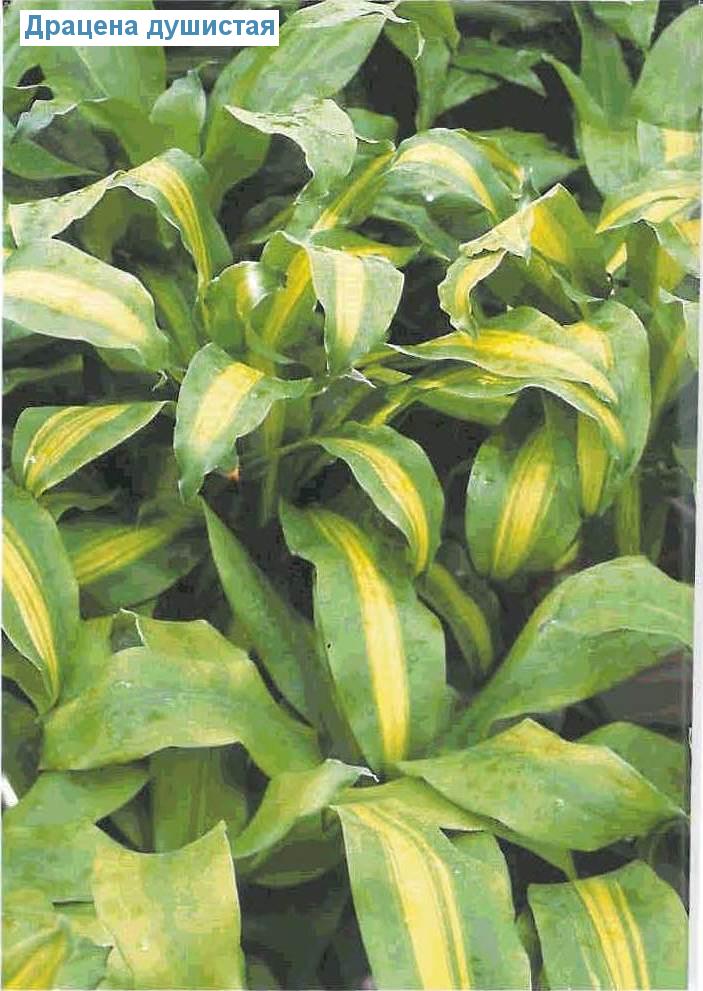   - Dracaena fragrans