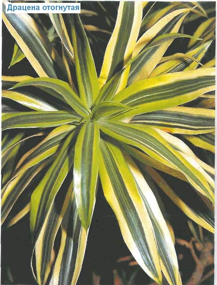   - Dracaena reflexa