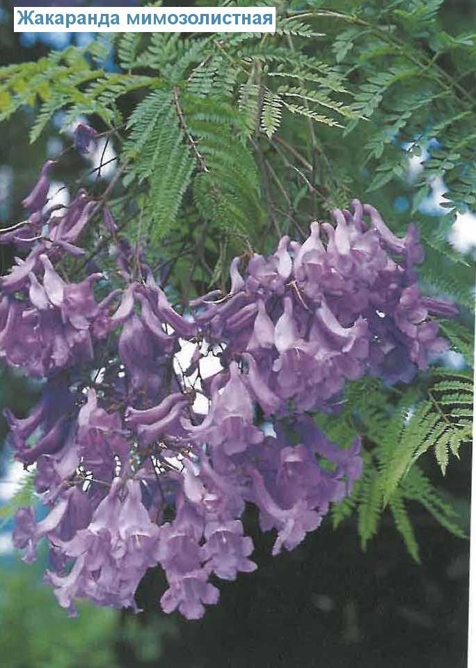   - Jacaranda mimosifolia