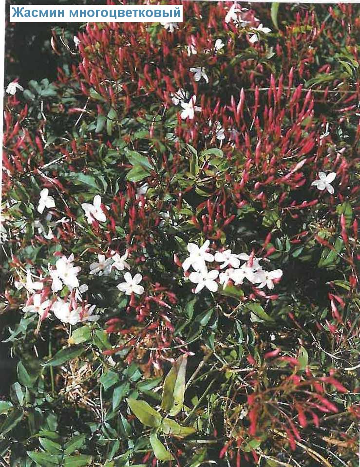   - Jasminum polyanthum