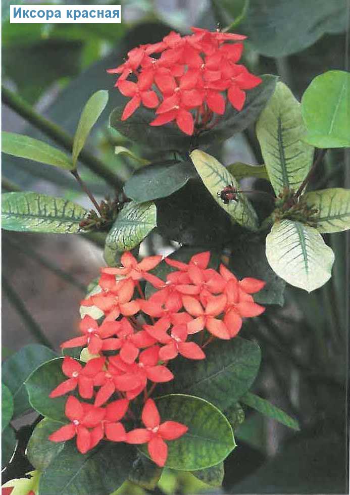   - Ixora coccinea