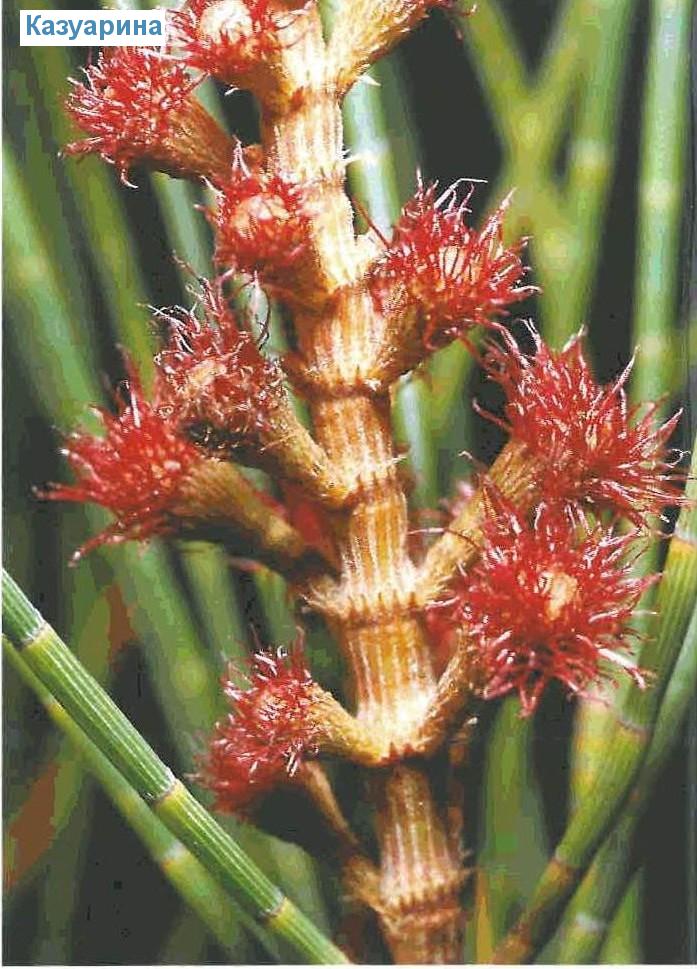  - Casuarina equisetifolia