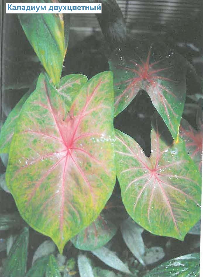   - Caladium bicolor