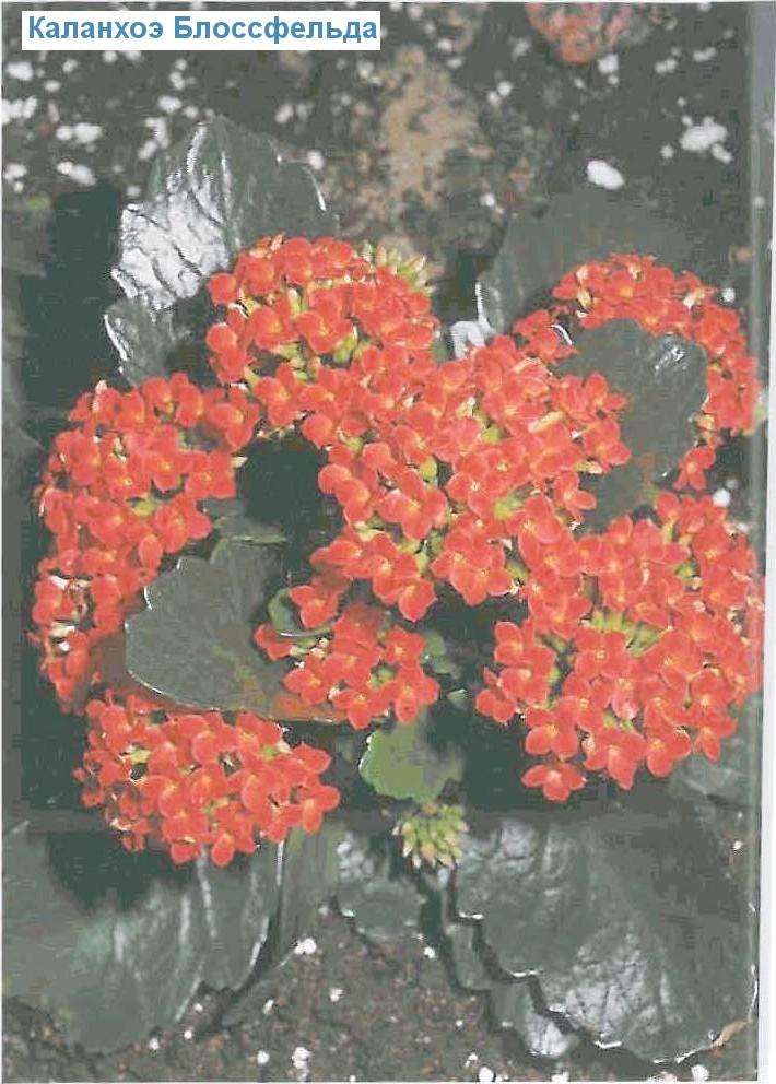   - Kalanchoe blossfeldiana