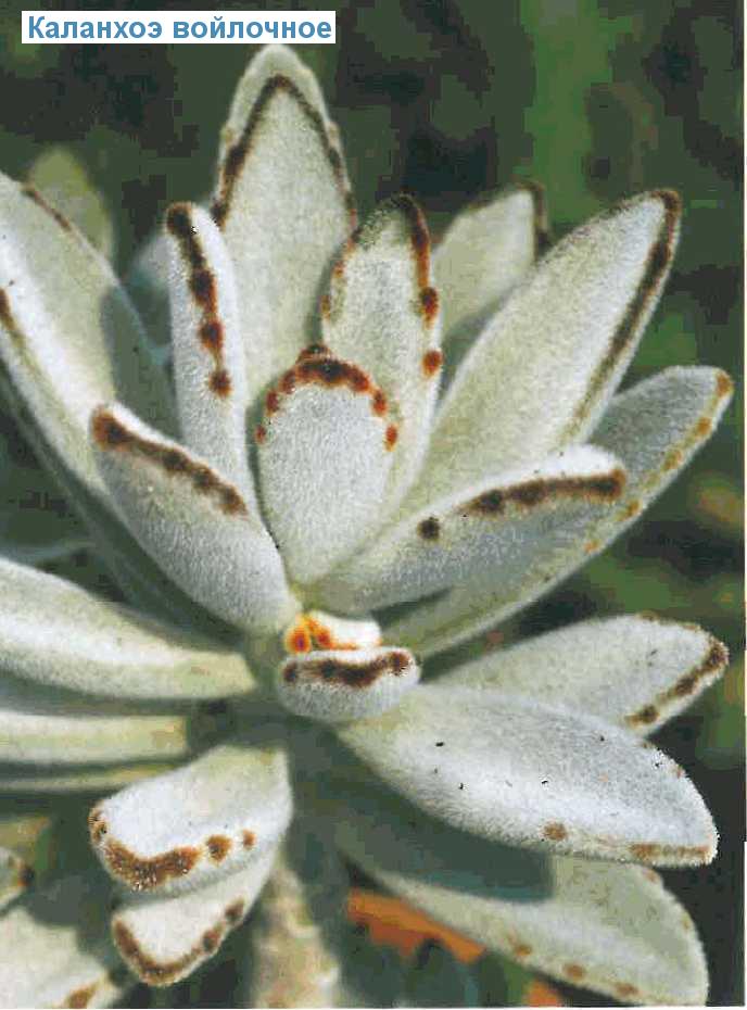   - Kalanchoe tomentosa