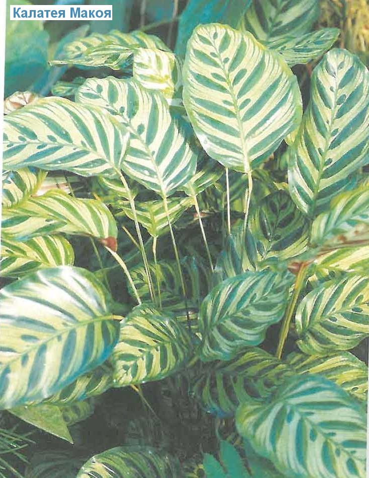   - Calathea makoyana