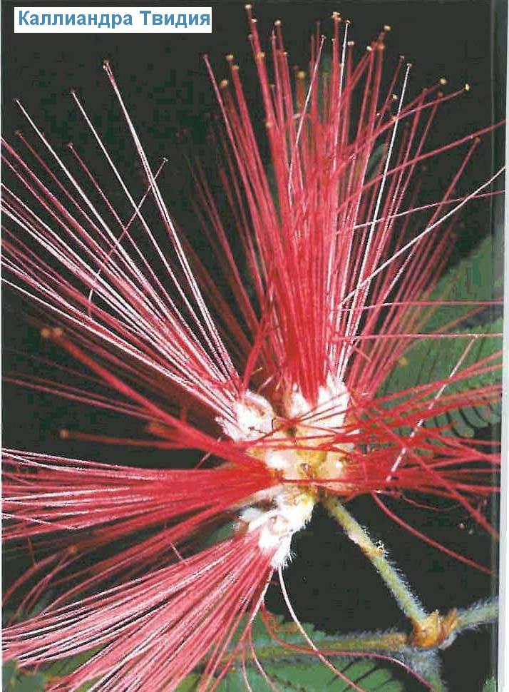   - Calliandra tweedii