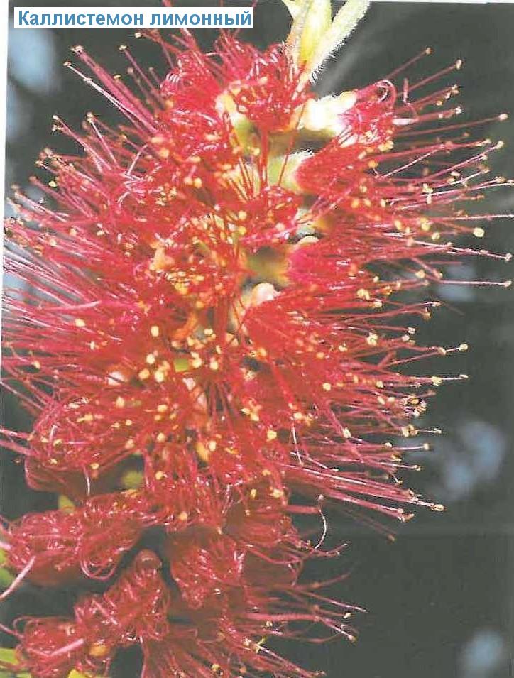   - Callistemon citrinus