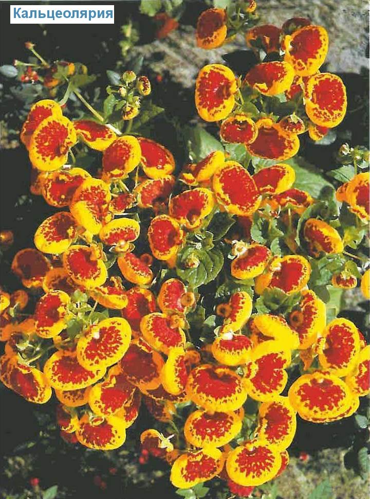  - Calceolaria herbeohybrida