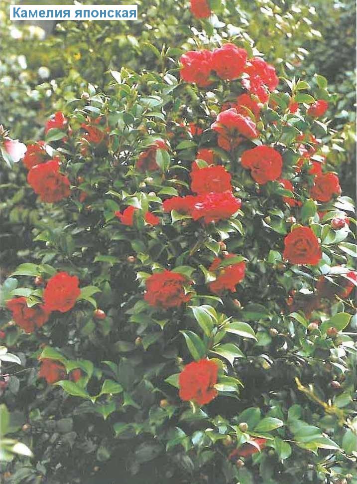   - Camelia japonica