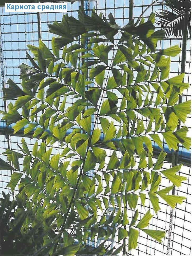   - Caryota mitis