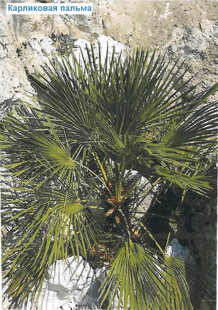   - Chamaerops humilis