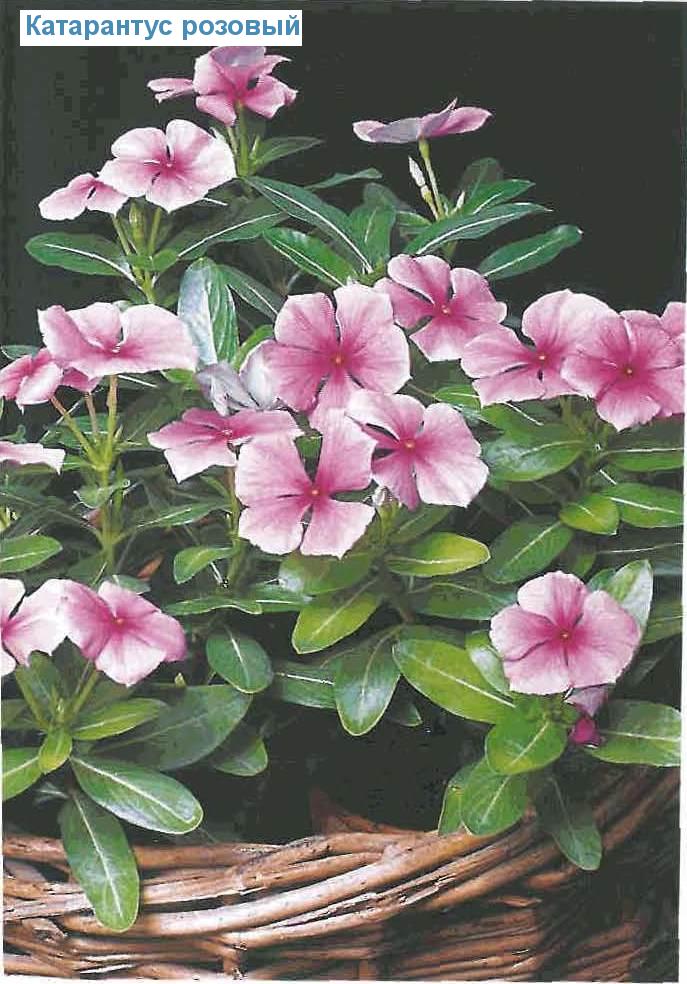   - Catharanthus roseus