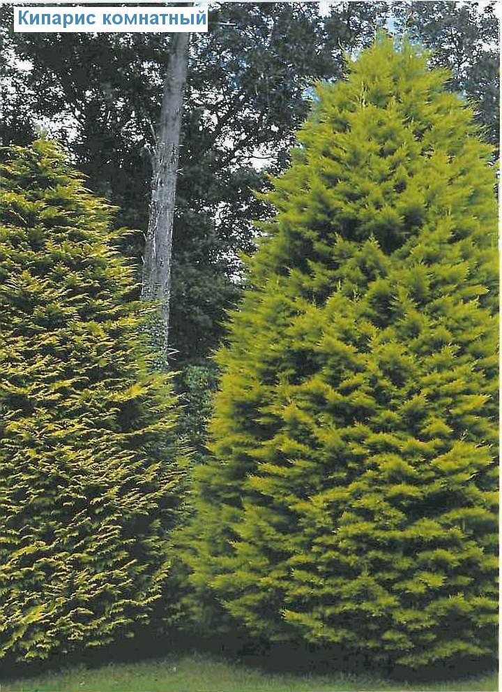   - Cupressus macrocarpa