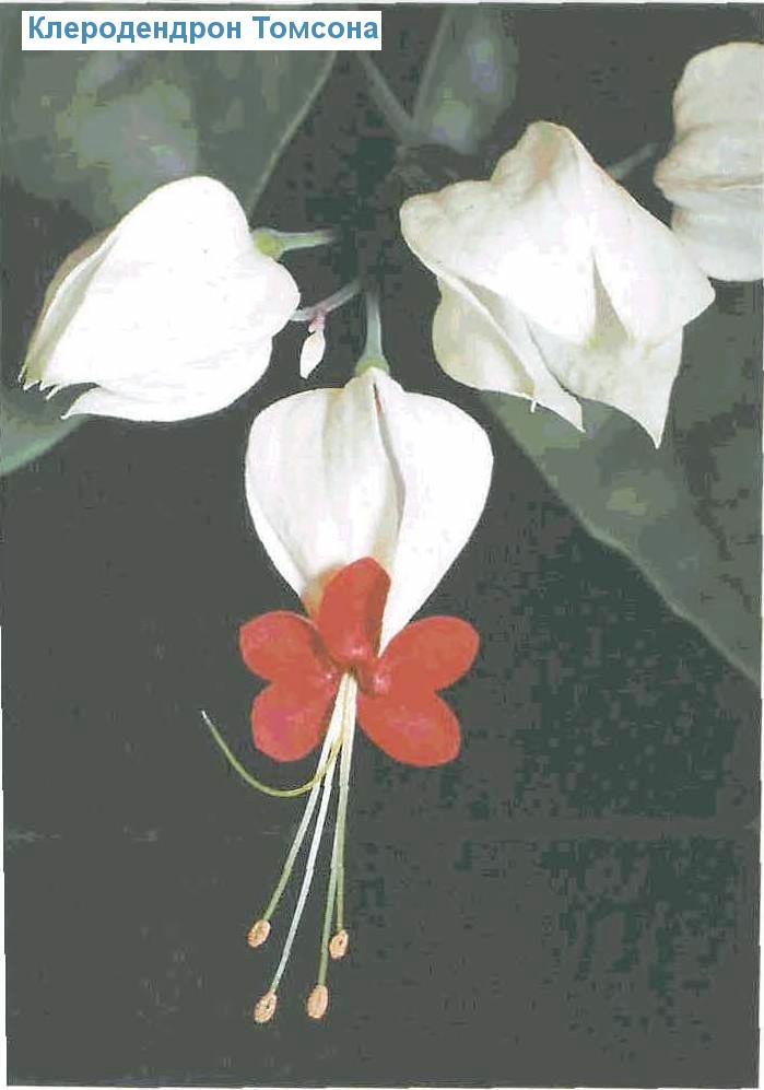   - Clerodendrum thomsoniae