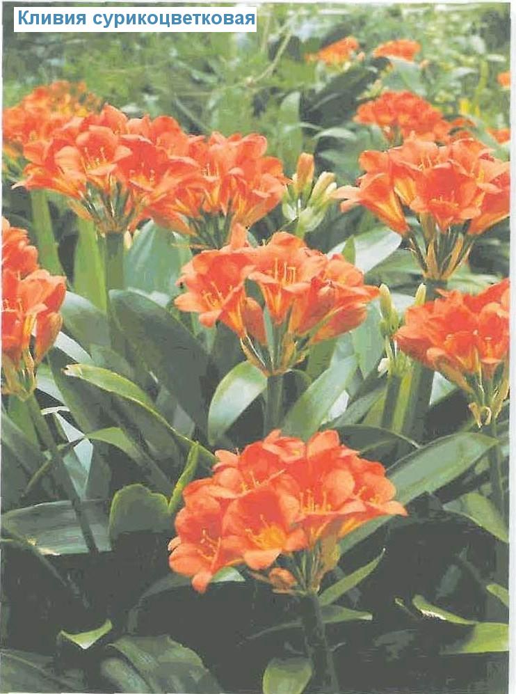   - Clivia miniata