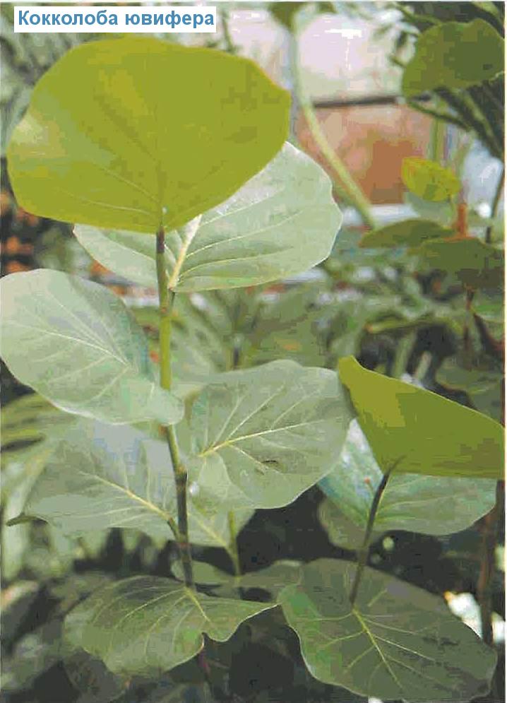   - Coccoloba uvifera