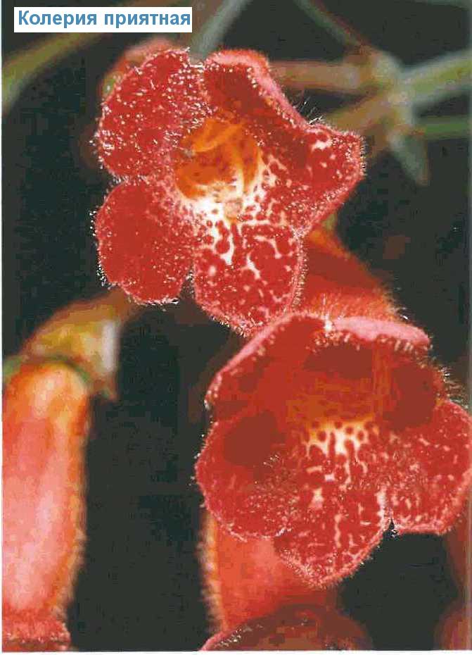   - Kohleria amabilis