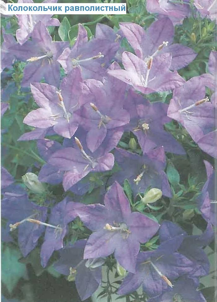   - Campanula isophylla