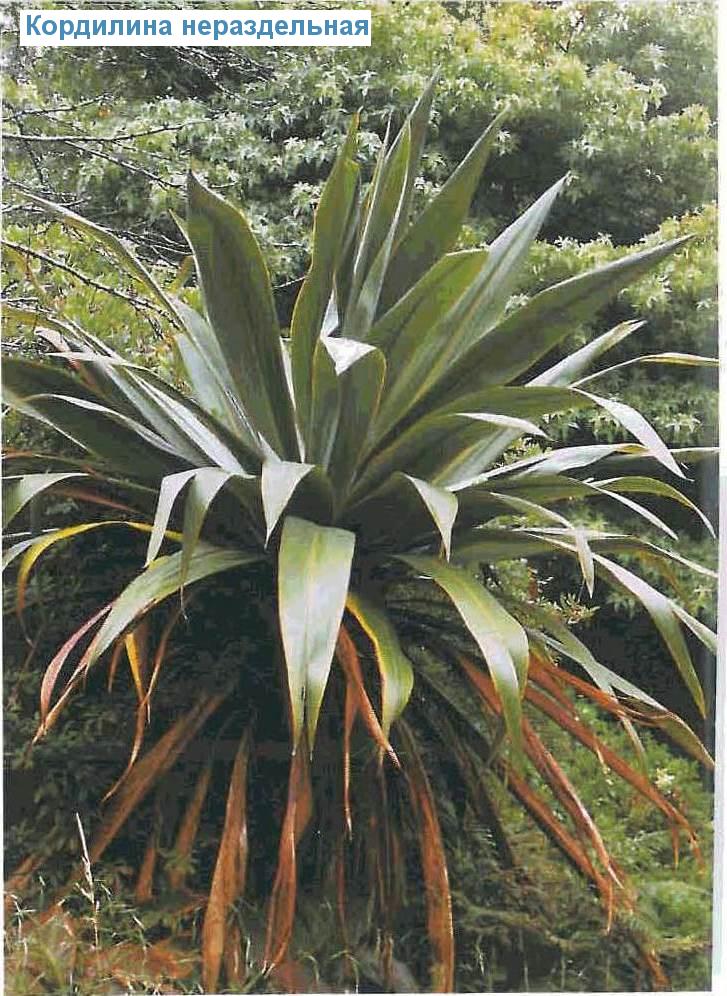   - Cordyline indivisa