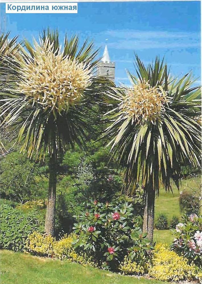   - Cordyline australis