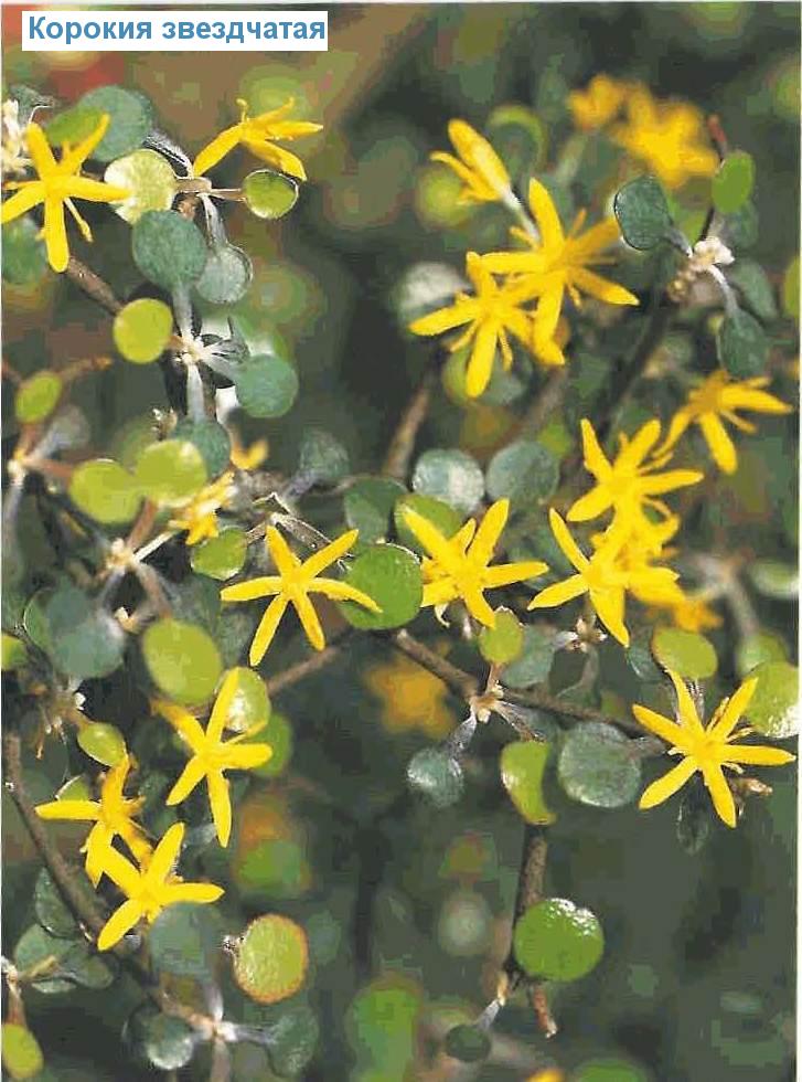   - Corokia cotoneaster