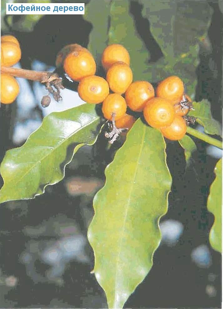   - Coffea arabica